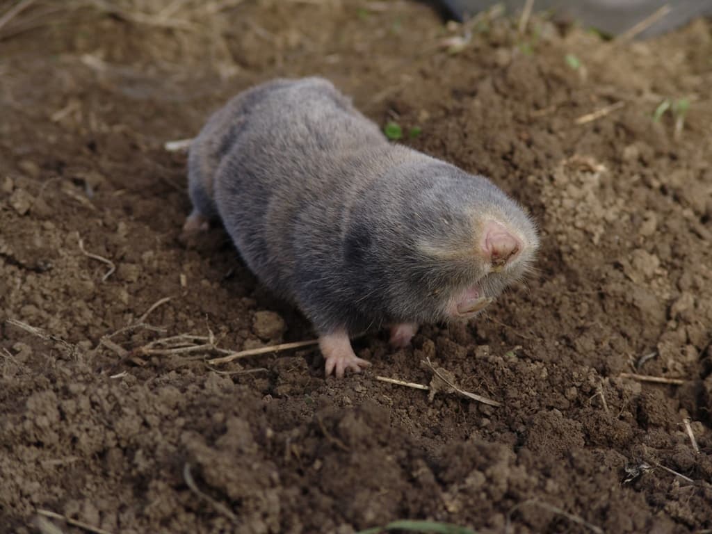 Lesser blind mole rat, a key ecosystem engineer often overlooked despite its unique role in nature