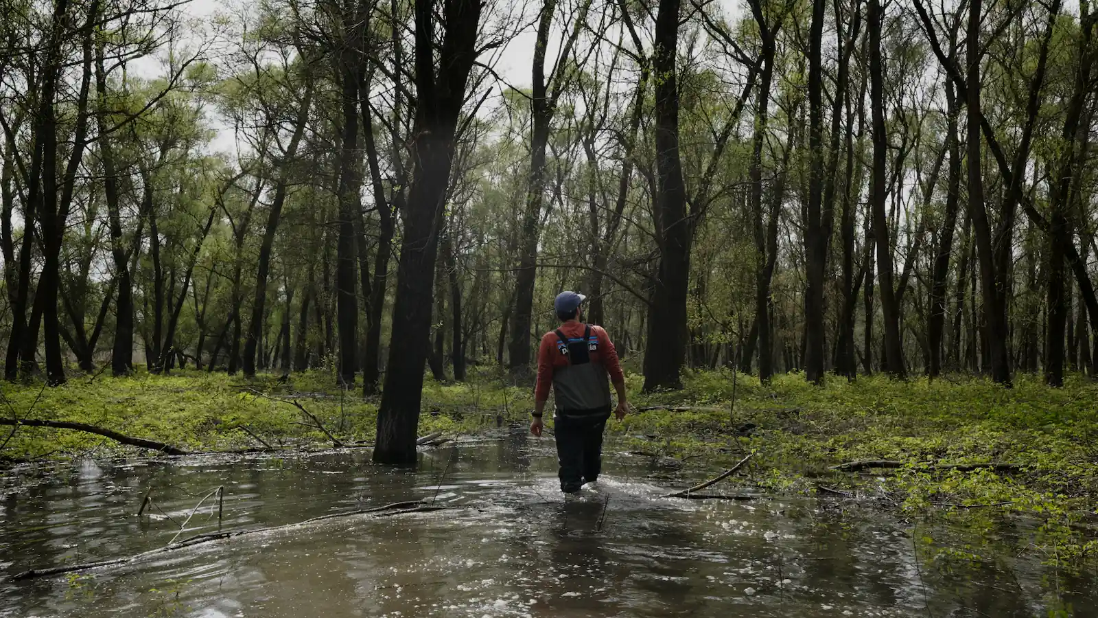 Wading through a flooded forest on the Danube