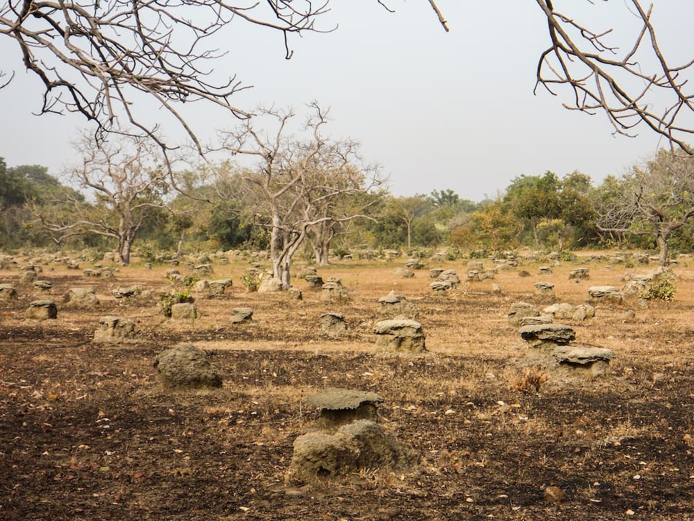 Picture of a Dryland habitat