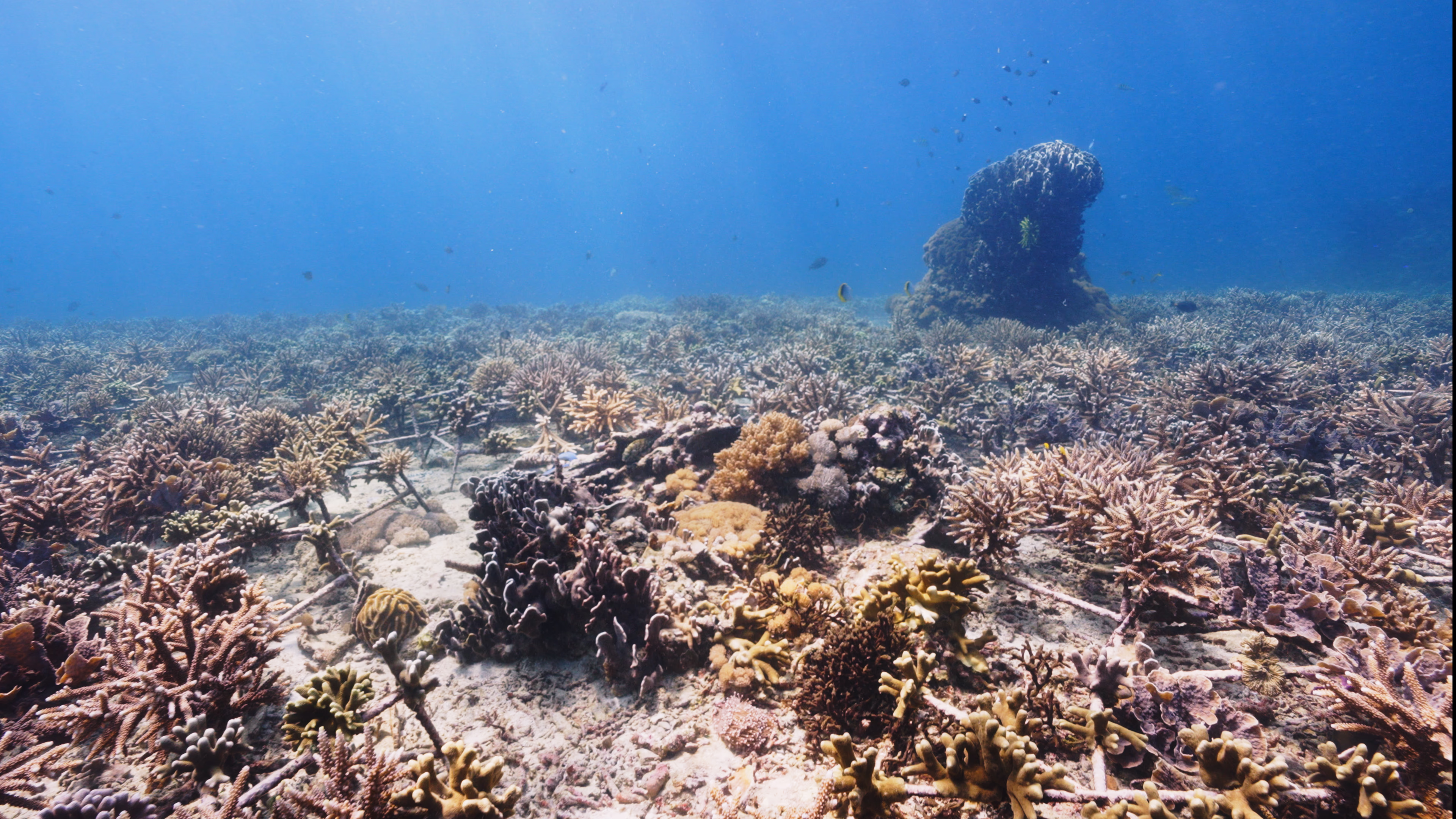 Coral reef after restoration