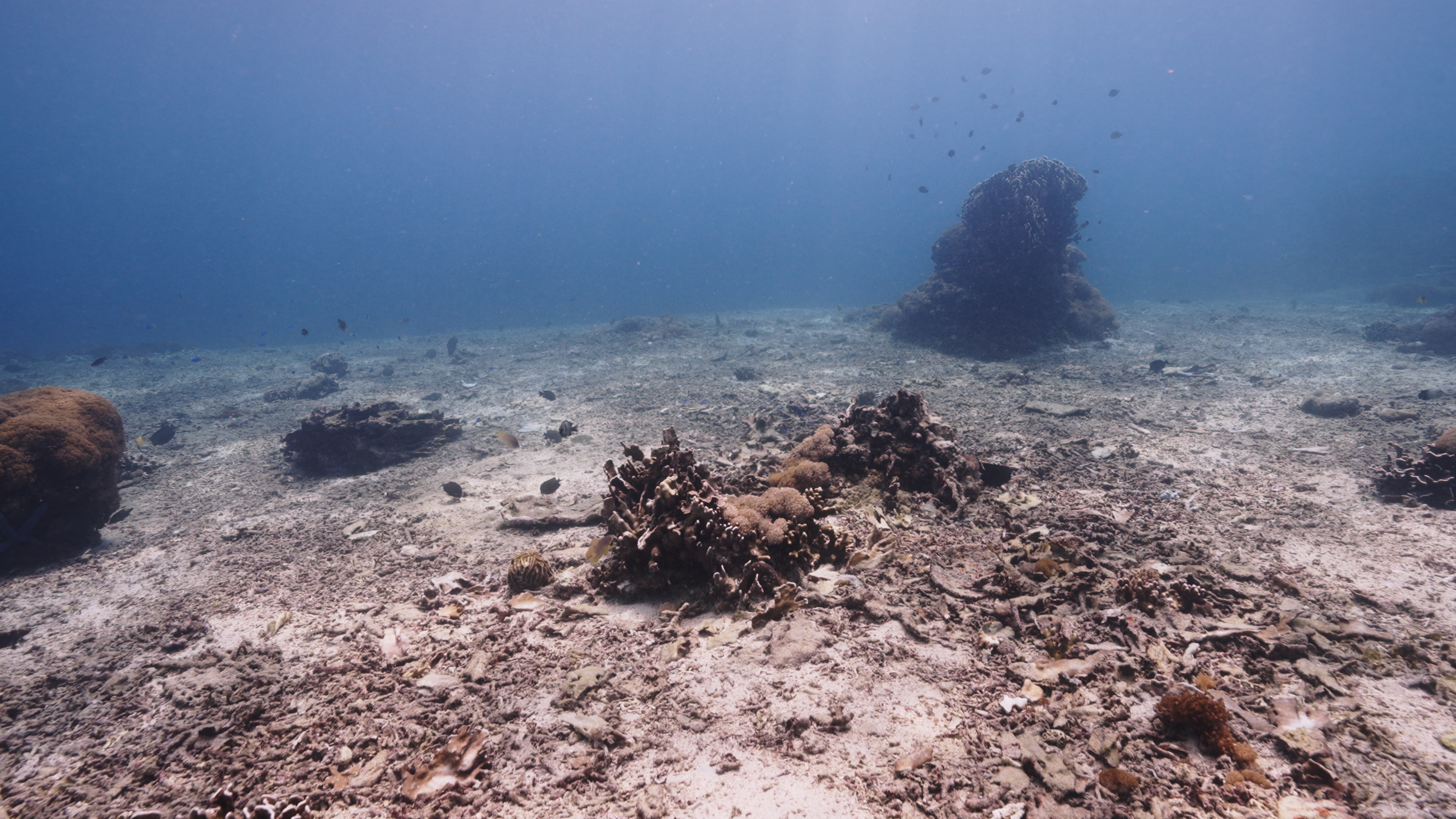 Coral reef before restoration