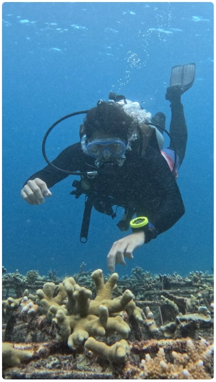 Team member diving underwater over the reef we're building