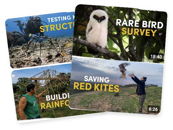 Weekly updates preview